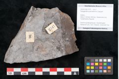 Foto (Objekt + Etikett) von Noeggerathia palmaeformis Goeppert (NHMW-GEO-2024-0188-10747)